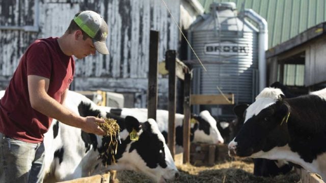 Farmer holding hay in front of cows