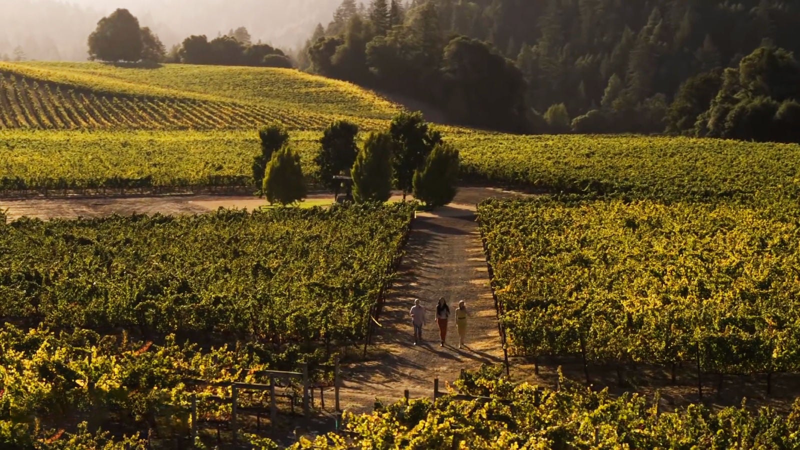 Vineyard with 3 people walking in between two fields