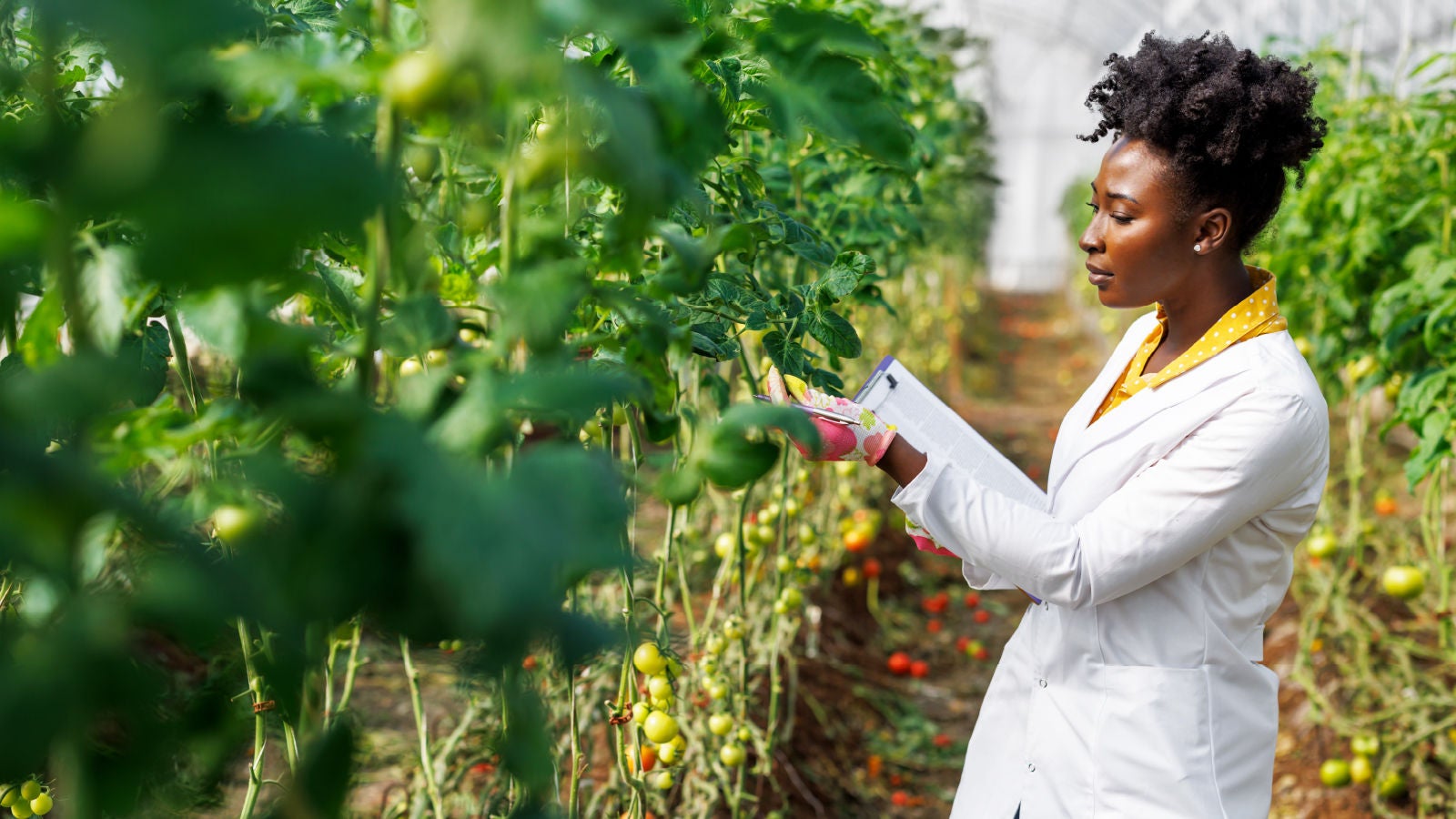 Woman examining a plant within a greenhouse environment