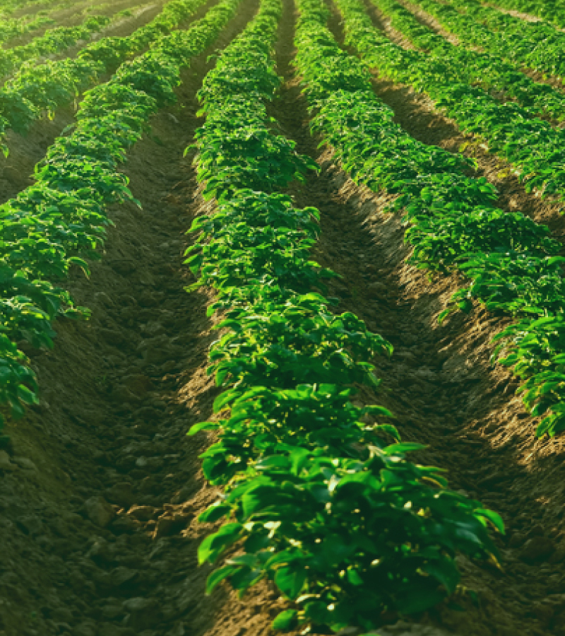 Vibrant rows of green crops growing in a neatly plowed field under sunlight.
