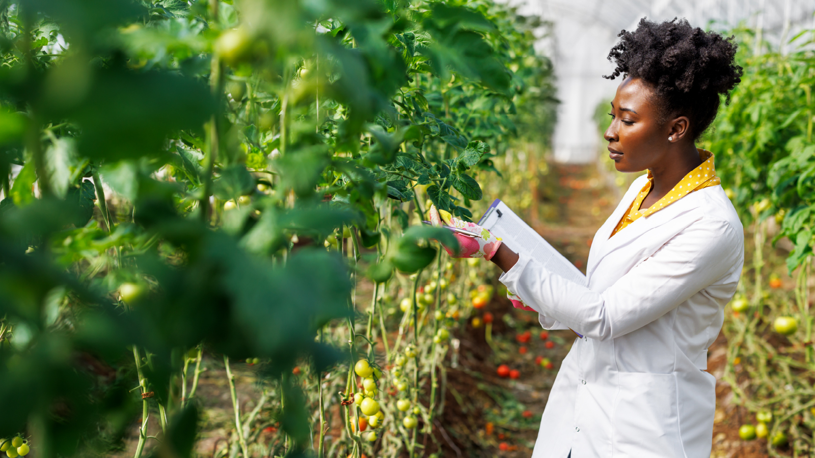 Bayer Crop Science Customer Story Office image Scientist in a greenhouse